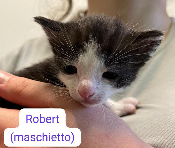 Vi presentiamo i nostri bellissimi micini Foto 5